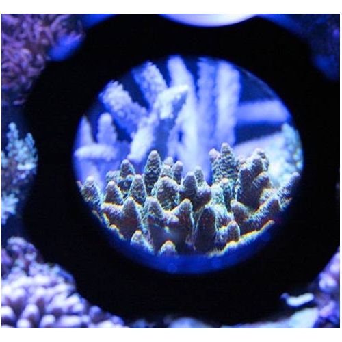 Coral Box Tank Explorer 6/8 mm